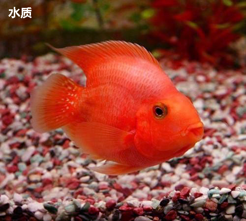 鹦鹉鱼一定要喂饲料才能红吗,鹦鹉鱼吃什么加红饲料好