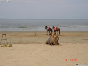 湛江市东海岛东简镇,湛江市东海岛大捷水产有限公司