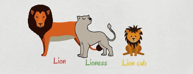 动物英语名称视频大全,兔小贝英语宝典动物名称