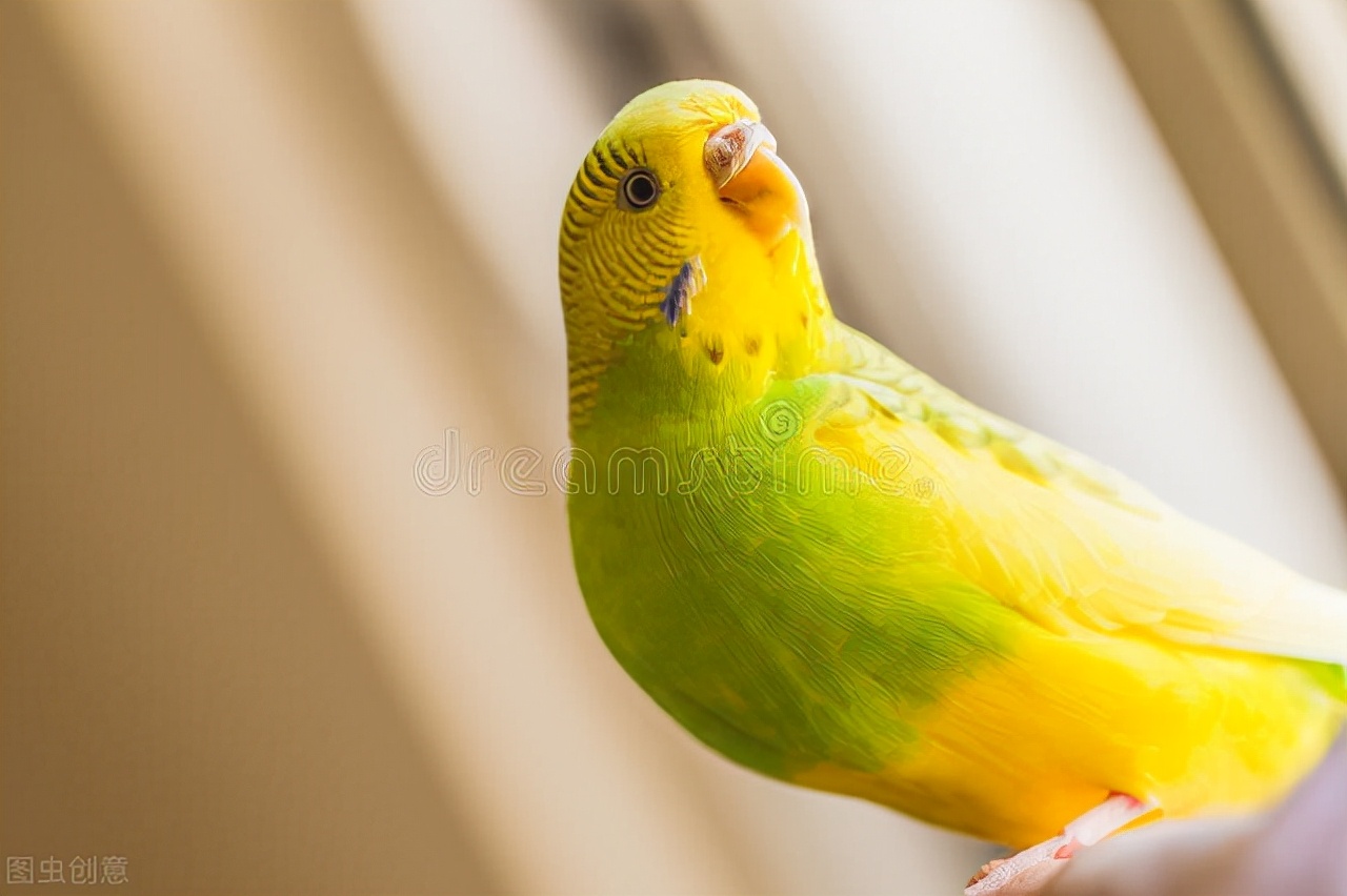 鹦鹉感冒吃什么药,牡丹鹦鹉感冒治疗