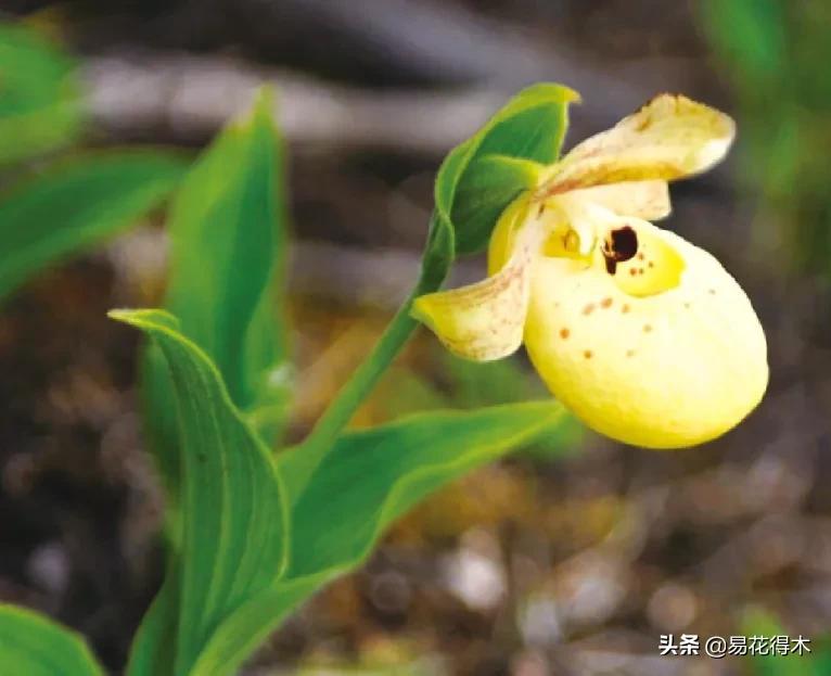 国家二级黄花杓兰,黄花杓兰与西藏杓兰