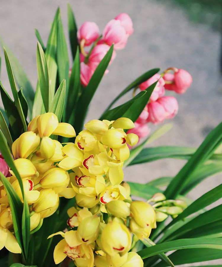 过年家里必摆的九道菜,过年家里摆的喜庆的物件