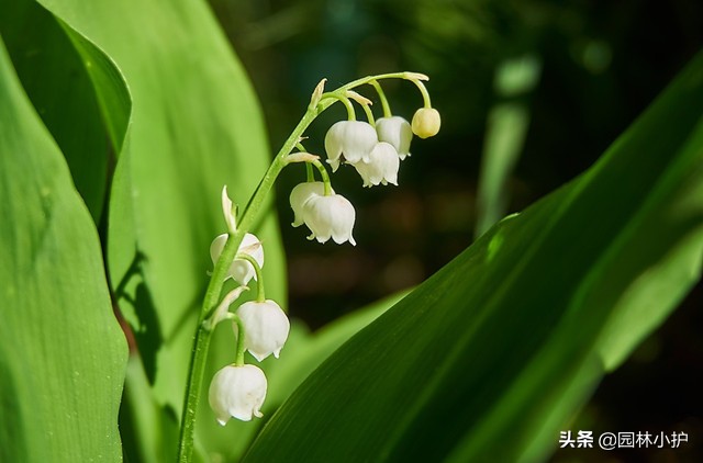 什么花适合新娘手捧花,什么花适合做新娘手捧花
