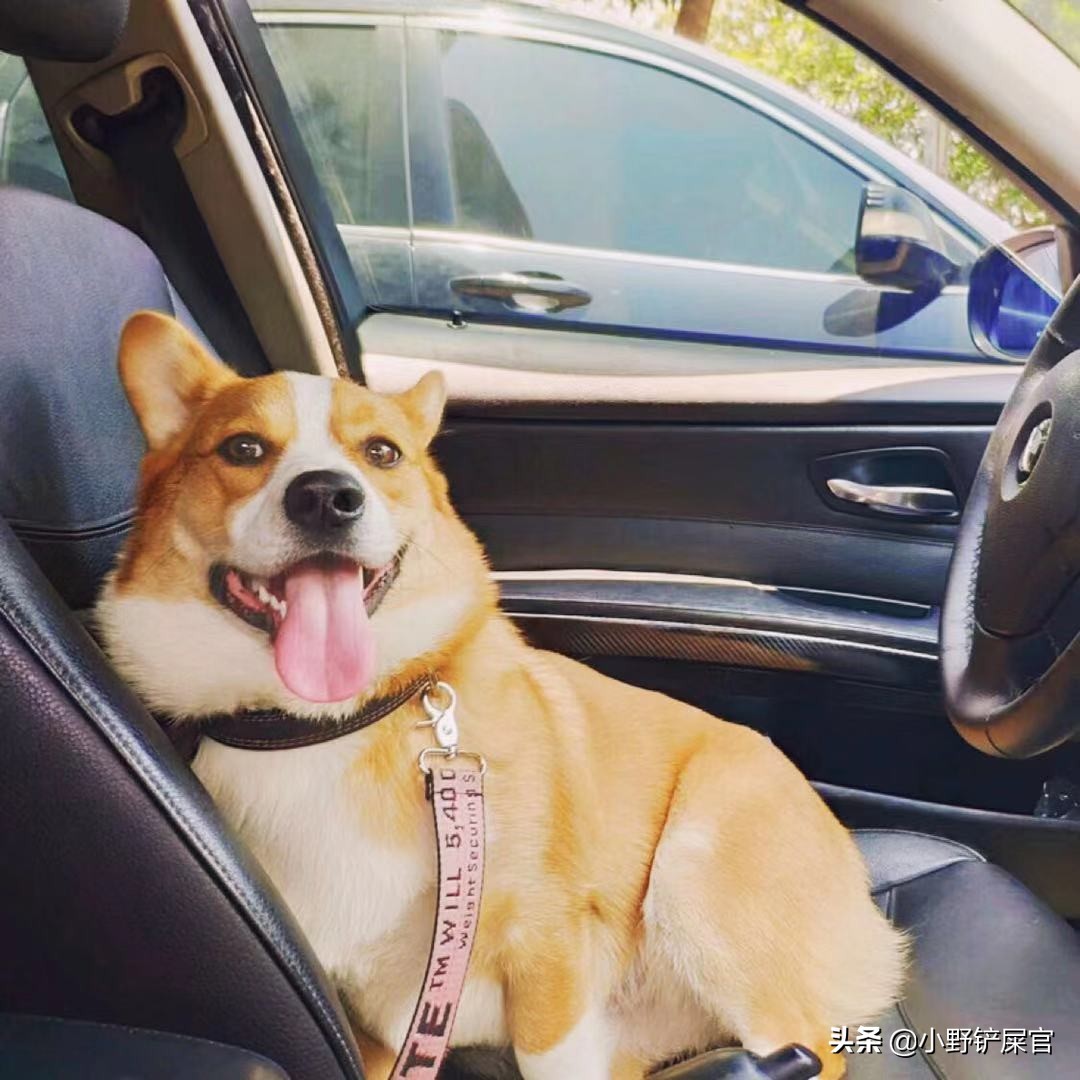 狗绳方便好系,遛狗比较好的狗绳