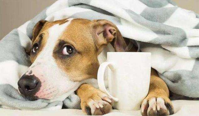 台湾兽医亲述狗粮致肾衰竭事件始末，前事不忘后事之师（三）