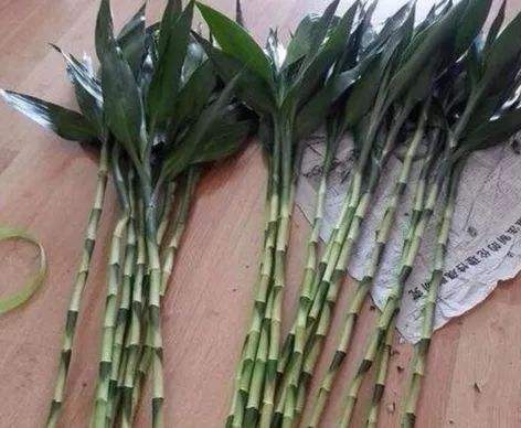 富贵竹插在水里老是会发黄怎么办,富贵竹一浇水叶子就蔫