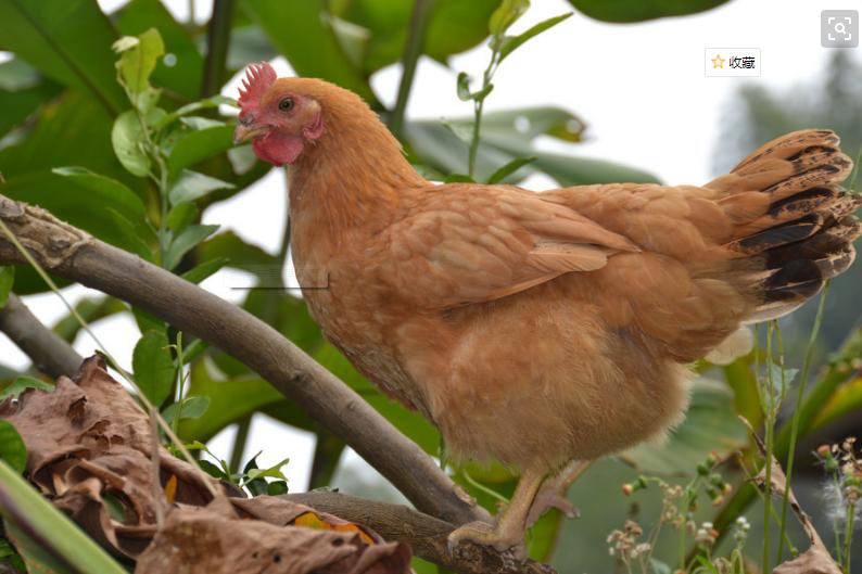 鸡拉稀吃什么药最快最有效,鸡拉稀便用什么药最好