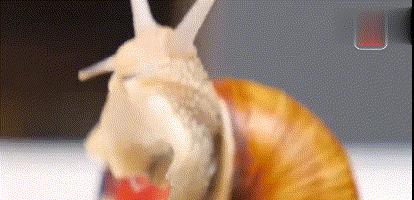 蜗牛如果在刀片上爬行会怎么样,蜗牛身体是软的还是不软的