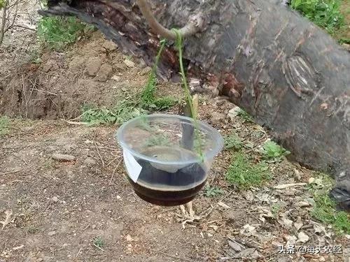 樱桃打果蝇药几天可以吃,大樱桃果蝇难防治掌握方法才奏效