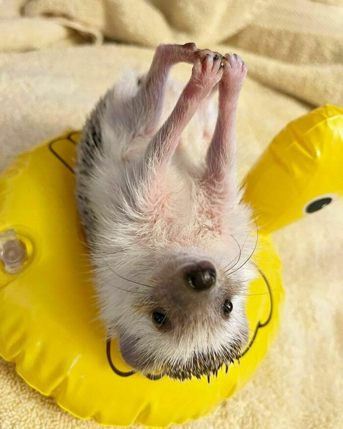 野生刺猬和宠物刺猬的图片,宠物刺猬的真实图片