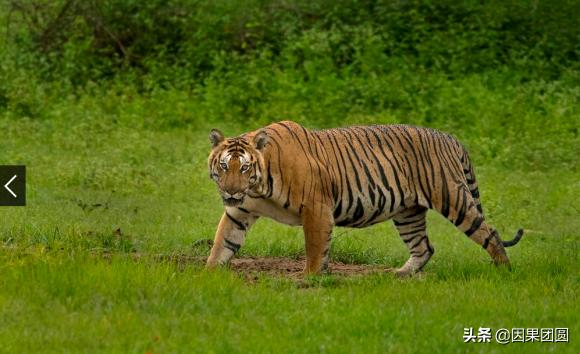 虎王拉贾孩子,虎王拉贾儿子怎么死的