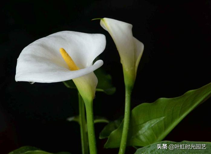 7月养护马蹄莲，注意这5点，长势颇好