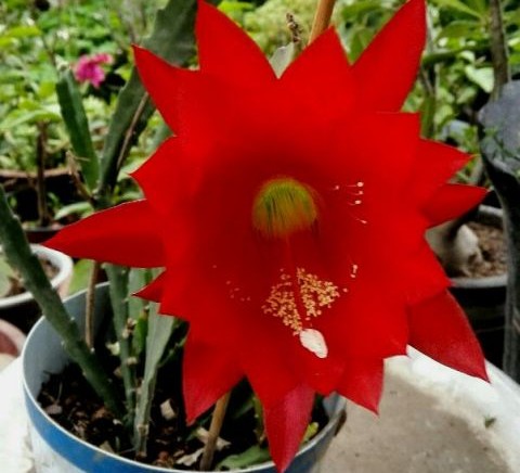 101个仙人球品种,101种仙人球开花图片