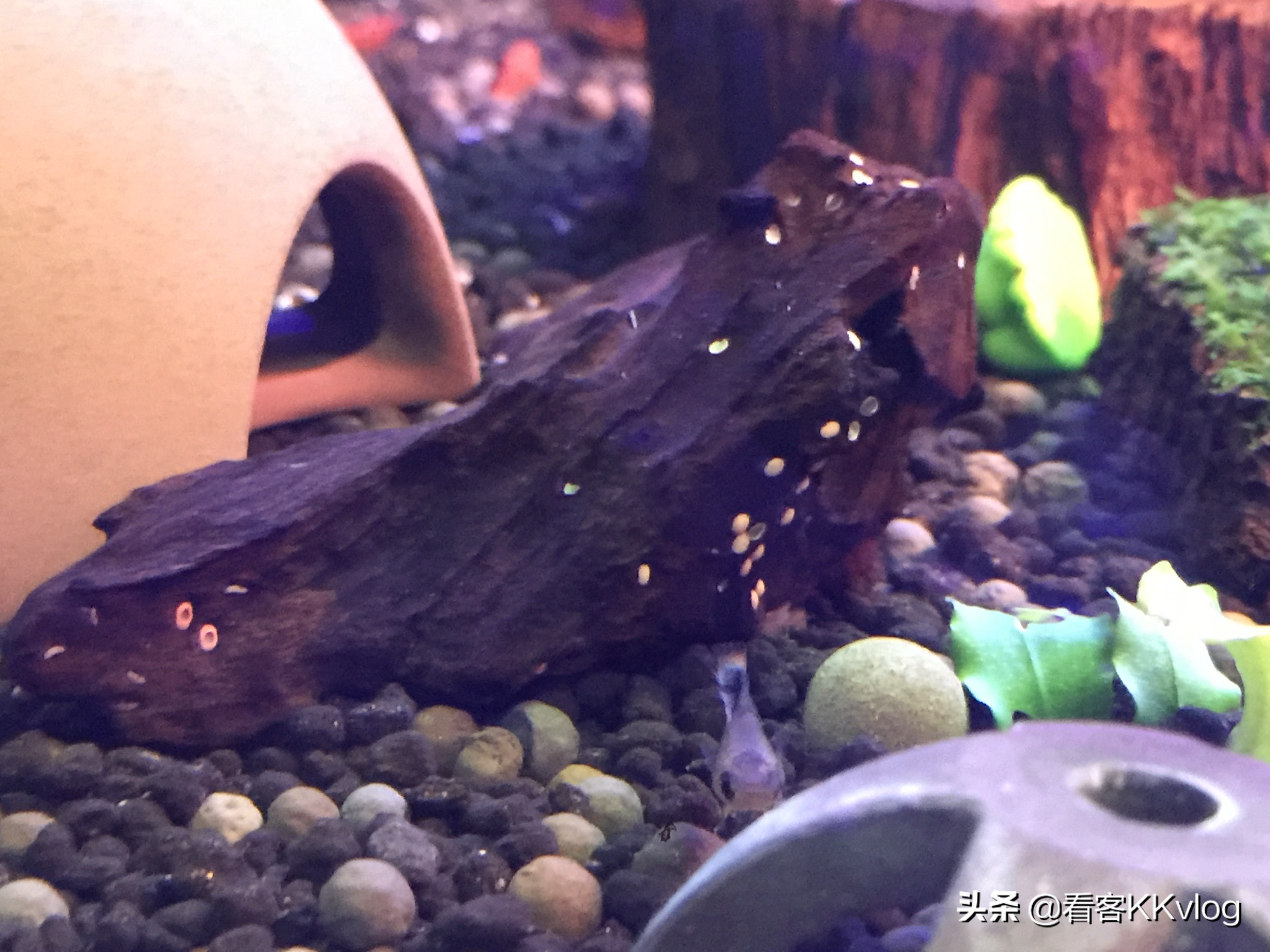 观赏螺除藻排行榜,鱼缸哪种螺除藻最好