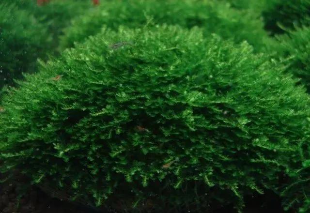 本色水景|教你认识——常见莫斯品种！水草造景学习