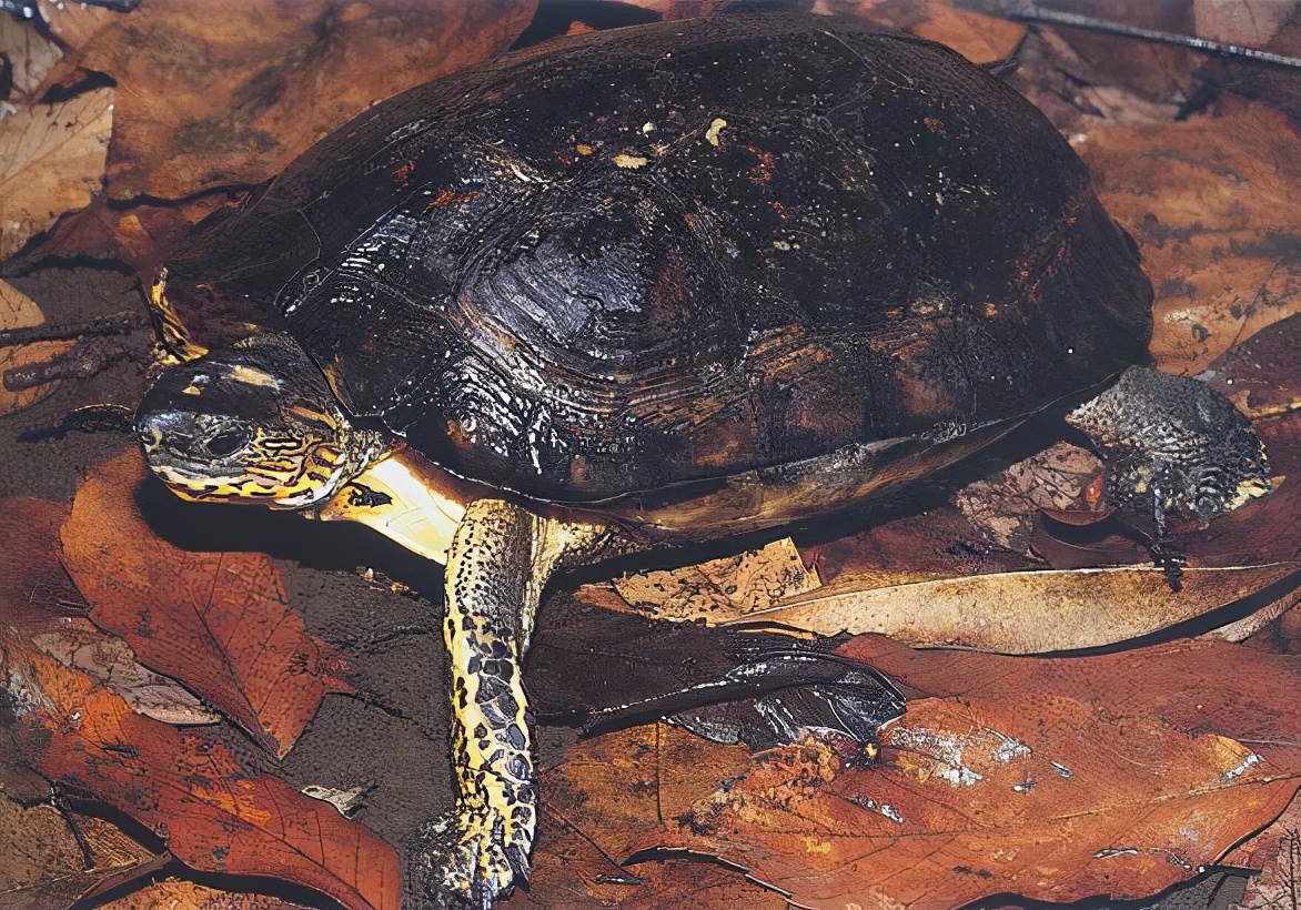 各种龟类图片大全大图,龟类展示会