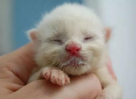 宠物小猫不吃饭该怎么做,母猫不给刚出生小猫喝奶怎么办