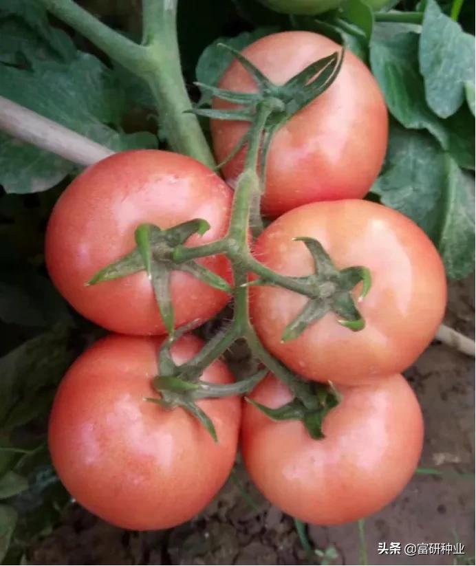 番茄蔫了快速解决办法,番茄萎蔫