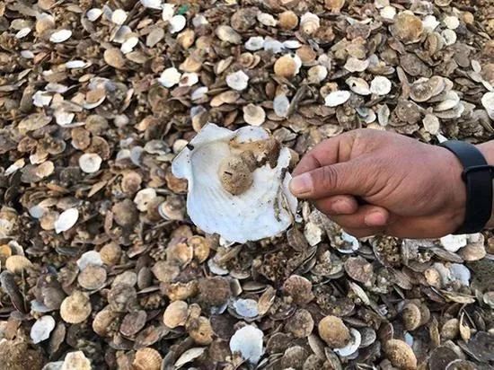 獐子岛扇贝逃跑,獐子岛扇贝跑路史