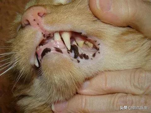 猫咪皮肤有黑斑点还很容易掉毛,猫咪身上有黑色斑点是怎么回事