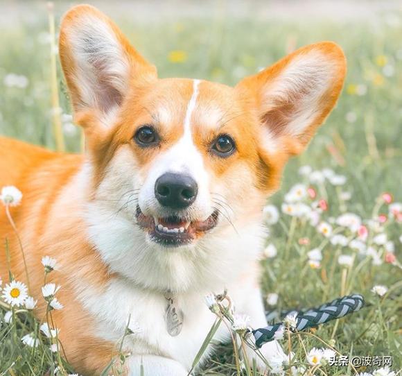 不喂狗会复位吗,不喂狗的下场