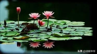 辞赋｜不争桃花之期，勿羡牡丹之富《睡莲赋并序》