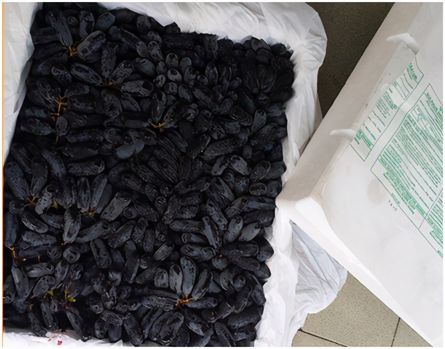 进口提子哪些品种 (进口提子品种及图解)