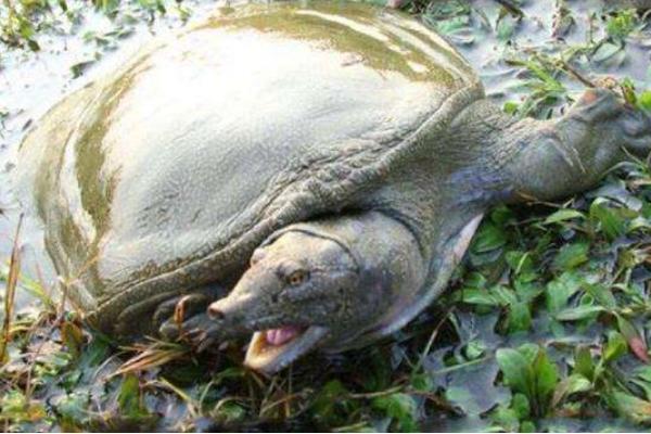 怎样养殖甲鱼的方法,甲鱼如何正确养殖视频播放