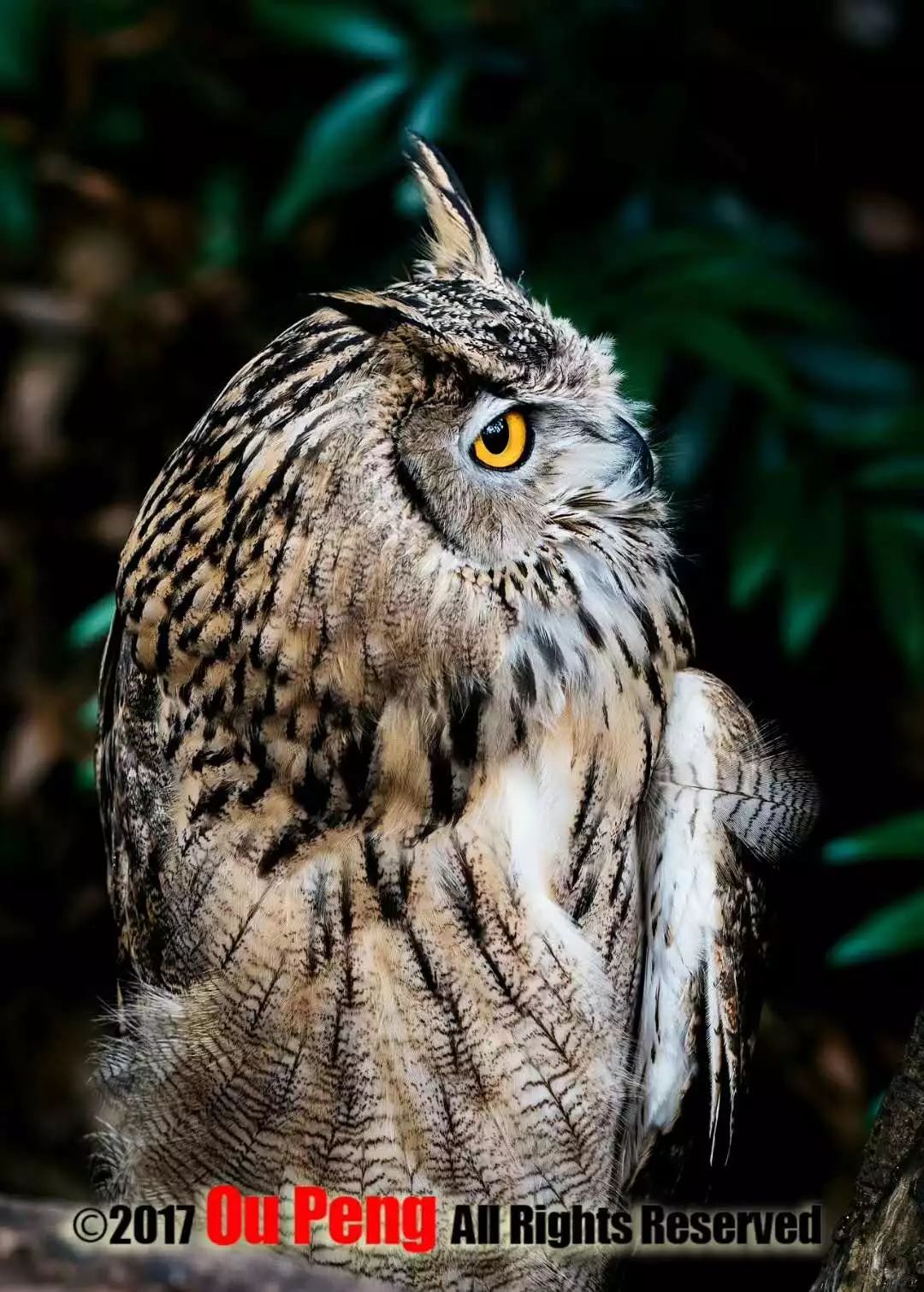 娆ч箯娣卞湷,娆ч箯鍔ㄧ墿涓栫晫