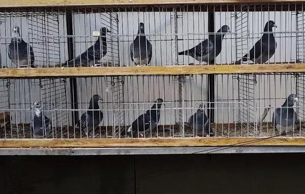 如何引进优秀的赛鸽,如何选拔优秀的鸽子