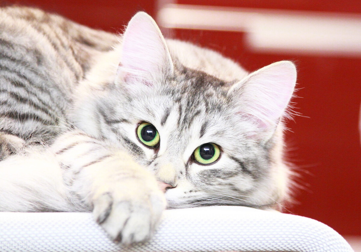 猫咪抗拒的解决大法,猫咪抗拒打针怎么办