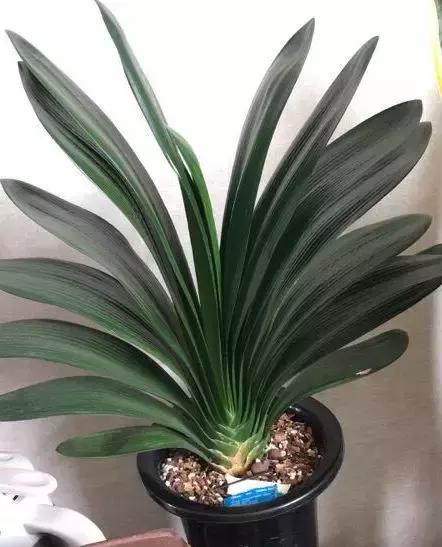 养花的盆要不要戳些洞,养花小知识小技巧大全图解