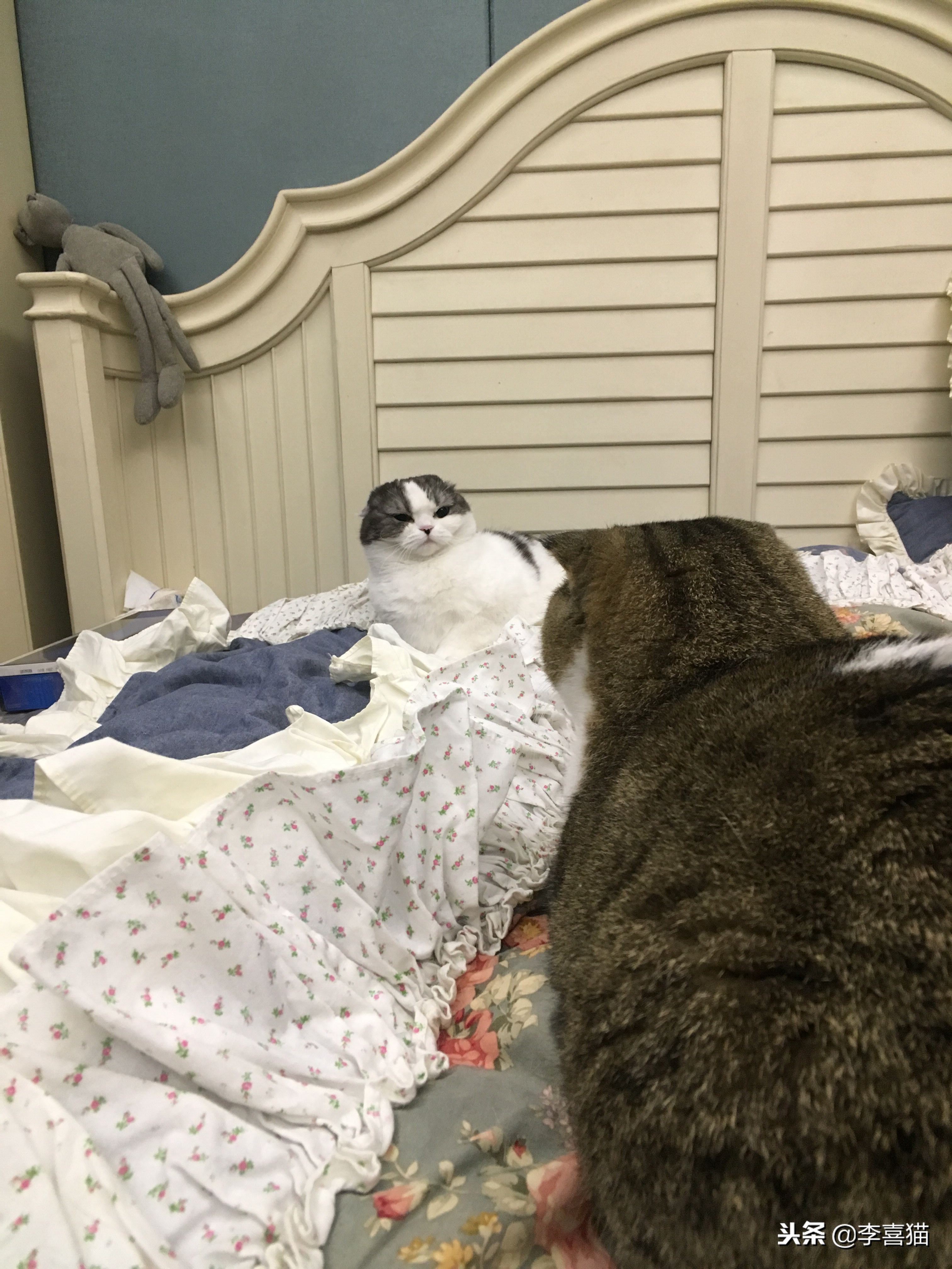 假如猫咪会说话永劫无间,猫咪铲屎官要知道的知识