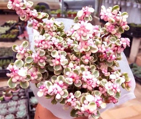 雅乐之舞多肉怎么开花,雅乐之舞多肉怎么才会开花