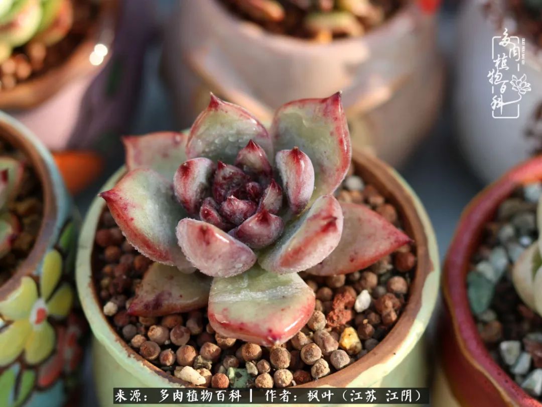 春有约,花不误,多肉与春天有个约会