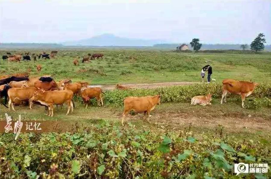 月亮岛双盘哪个楼盘好,月亮岛新楼盘推荐