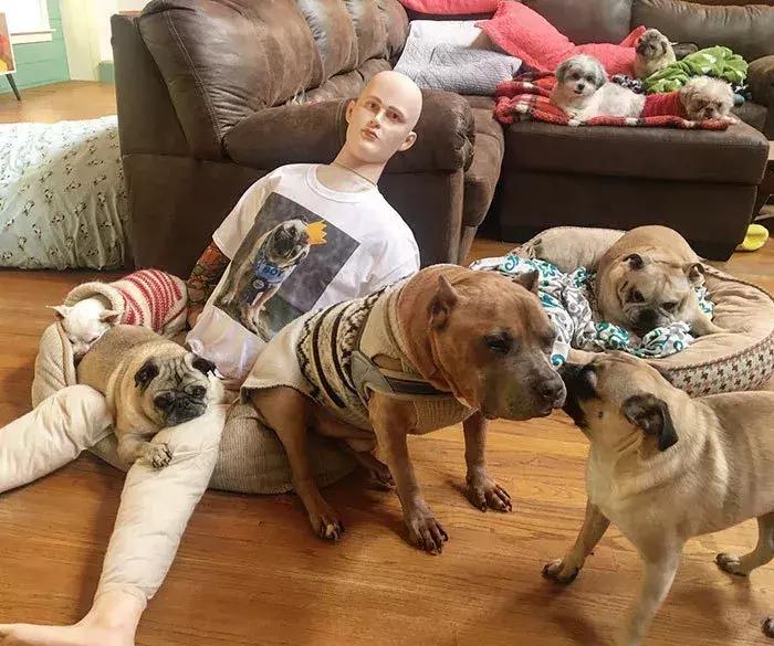 狗子太粘人咋整,家里狗子忽然很粘人