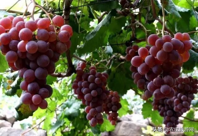 常州金坛溧阳农家乐排行榜,常州潘家徐家农家乐