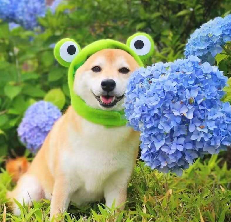 柴犬一定要选有证书和芯片的吗？倾听一位4年养柴老手的劝告