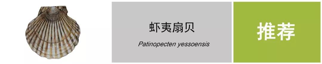 会跑路的扇贝你吃了吗,海鲜大咖活扇贝怎么处理干净