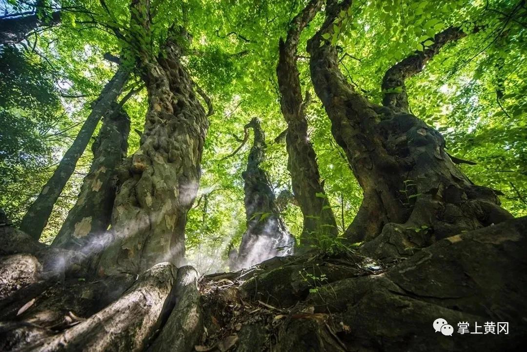 湖北一名副省级领导撰写读后感荐书：古树的情怀