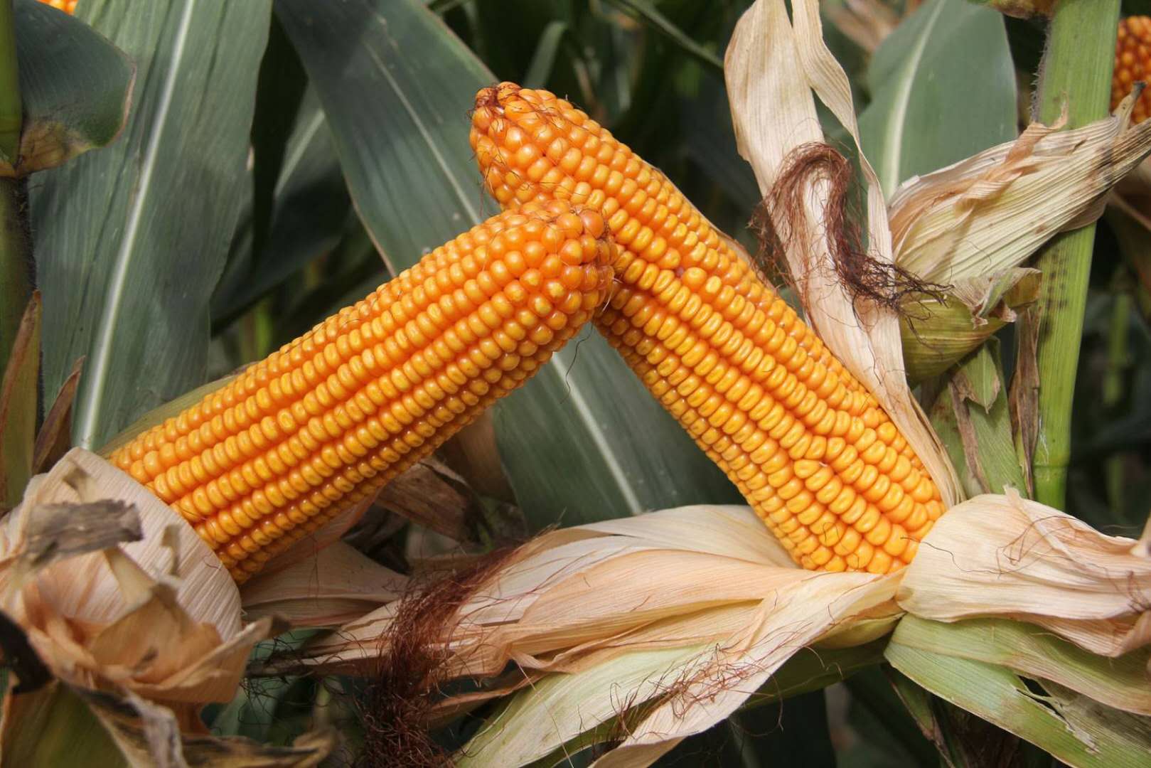 玉米种需要二次包衣吗,购买的玉米种怕冻吗