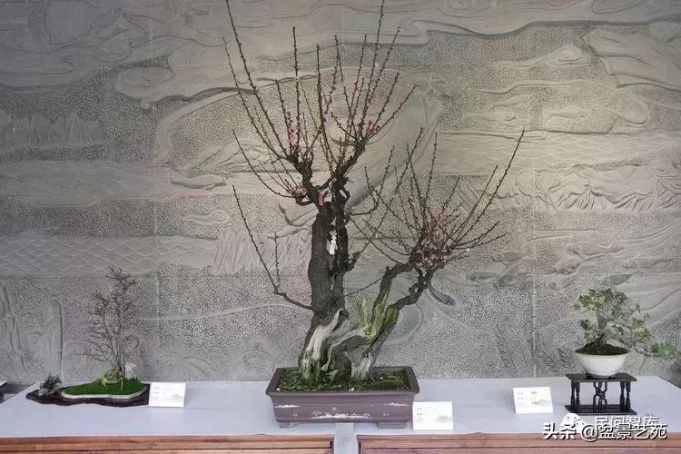 姊呰姳鐩嗘櫙浠锋牸,榫欐父姊呰姳鐩嗘櫙