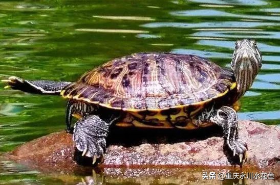 十种最漂亮的观赏鱼视频播放,观赏鱼60条