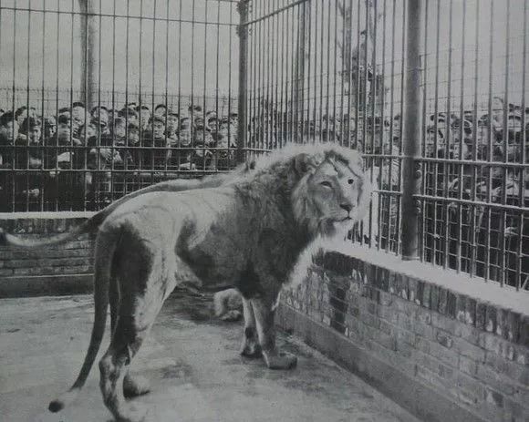 40年前的天津海河照片,50年代天津卫照片