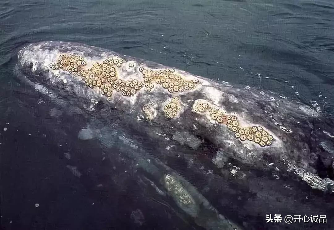 极限工作之船底清洁：虽说大船底能刮好几十吨海鲜，你敢去吃吗？