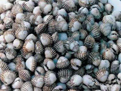 海鲜大全,最全海鲜冷知识