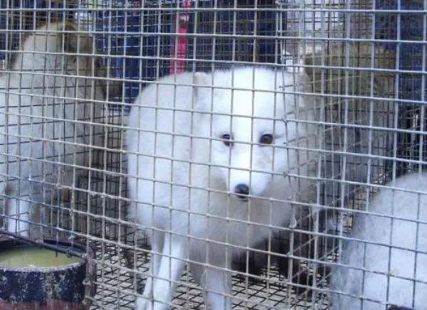 2014年水貂养殖,南方适合养殖水貂吗