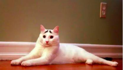 乱尿的猫咪怎么教,猫咪尿血乱尿怎么回事