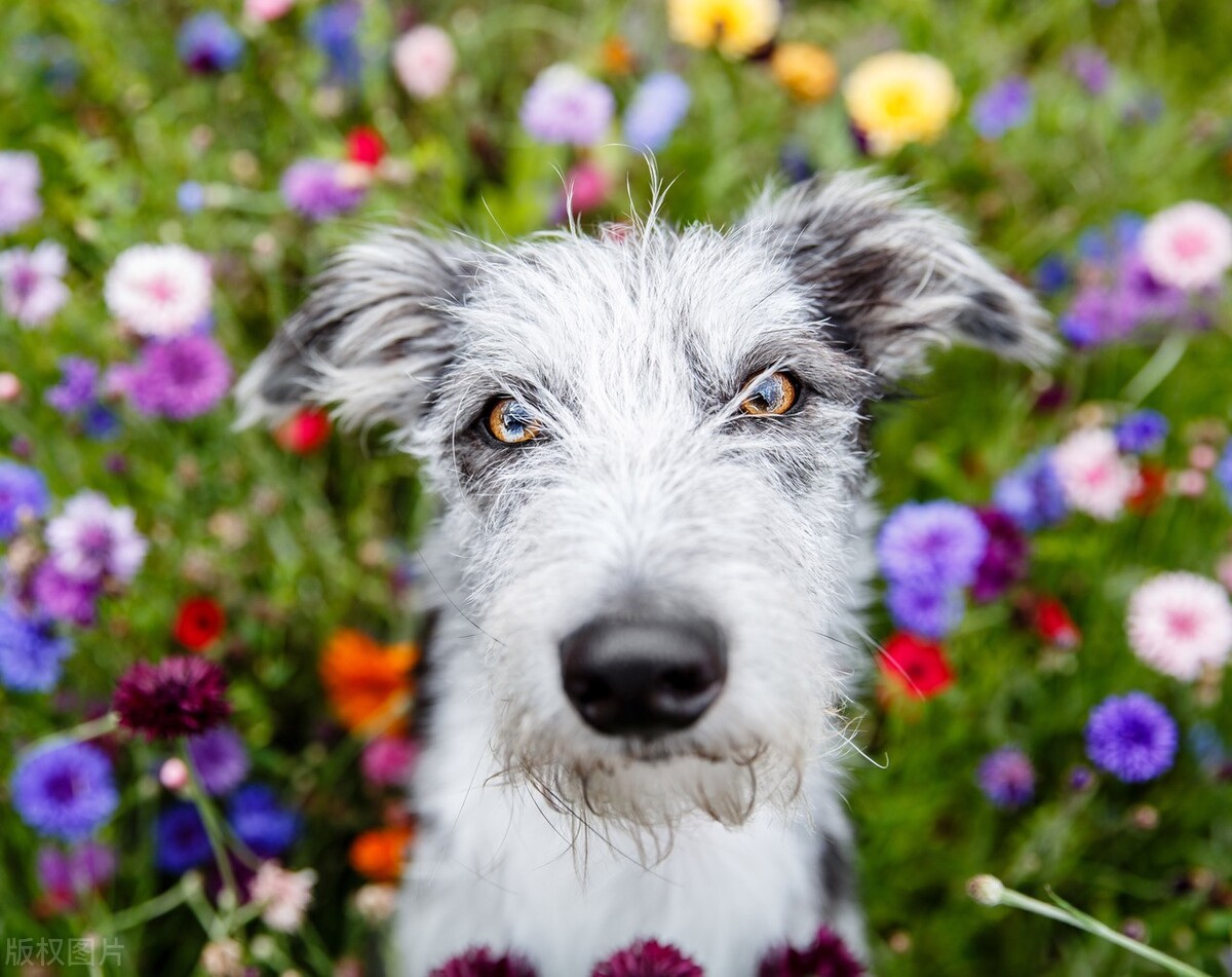 狗狗呕吐物呈乳白色是否正常,狗狗呕吐物是白色很腥